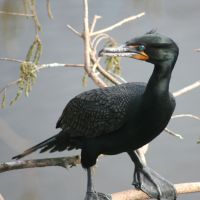 Double-crested Cormorant