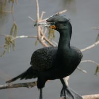 Double-crested Cormorant Gatorland Florida