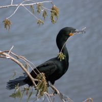 Double-crested Cormorant Gatorland Florida