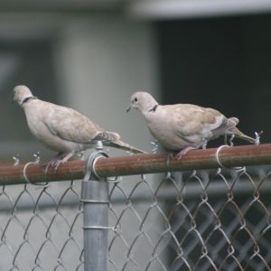 Eurasian Collared-Dove on Fence
