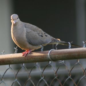 Mourning Dove on Fence