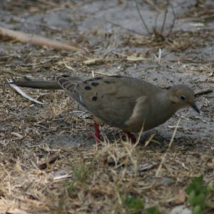 Mourning Dove on Ground