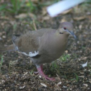 White-winged Dove on ground