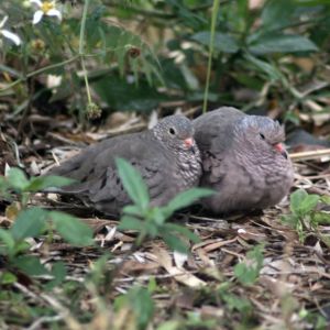 Common Ground-Doves trying to stay warm