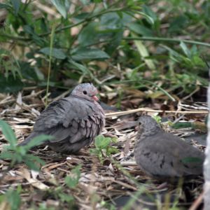 Common Ground-Dove