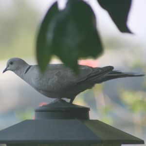 Eurasian Collared-Dove on Feeder