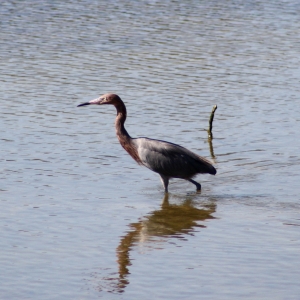 Reddish Egret at Wall Springs Palm Harbor Florida