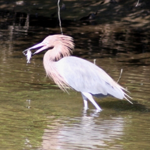 Reddish Egret with fish at Wall Springs Palm Harbor Florida