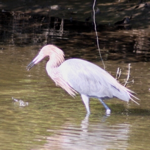 Reddish Egret fish got away Wall Springs Palm Harbor Florida