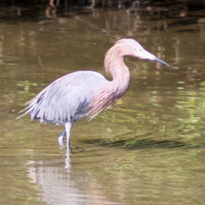 Reddish Egret at Wall Springs Palm Harbor Florida