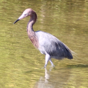 Reddish Egret at Wall Springs Palm Harbor Florida
