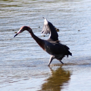 Reddish Egret at Wall Springs Palm Harbor Florida