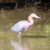 Reddish Egret Palm Harbor Florida