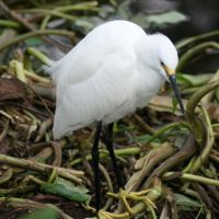 Snow Egret at Gatorland Florida