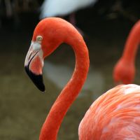 Flamingo at Gatorland Florida