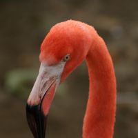 Flamingo at Gatorland Florida