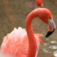 Flamingo at Gatorland Florida