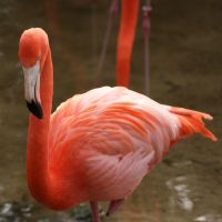 Flamingo at Gatorland Florida