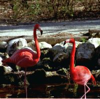 Flamingo pair