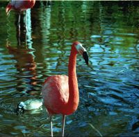 Flamingo front