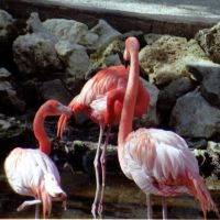 Three Flamingos