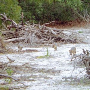 Gray Fox Photo New Port Richey Florida