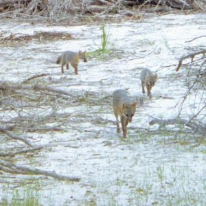 Gray Foxes approaching