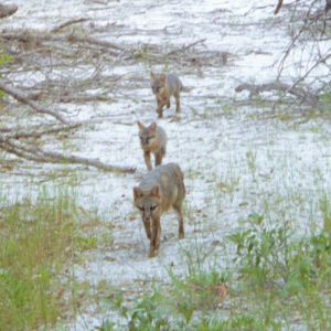 Gray Foxes at James Grey Preserve