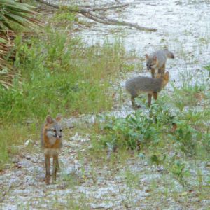Gray Foxes photos from Florida