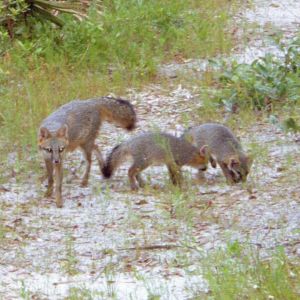 Gray Fox family in New Port Richey Florida