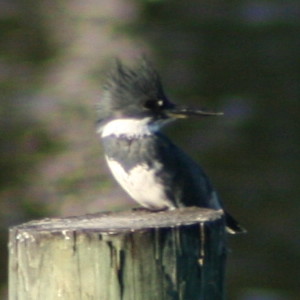 Belted Kingfisher Tarpon Springs Florida