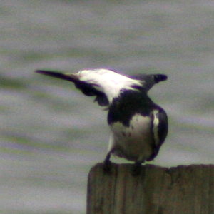 Belted Kingfisher 