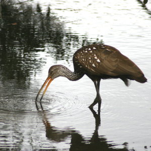 Limpkin Feeding at Gatorland Florida