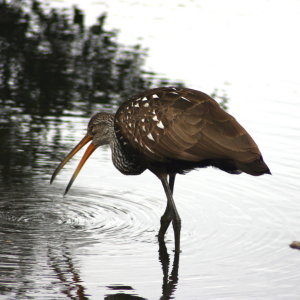 Limpkin Looking for Food at Gatorland Florida