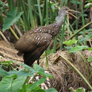 Limpkin Calling at Gatorland Florida