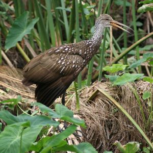 Limpkin Photo January 2010