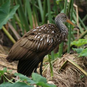 Limpkin PPerched at Gatorland Florida