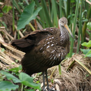 Limpkin Front View