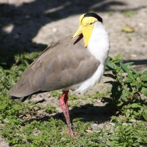 Masked Lapwing