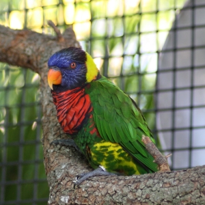 Lorikeet at Lorikeet Landing