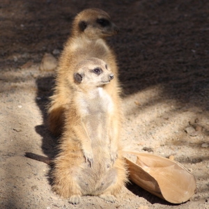 Meerkats at Lowry Park Zoo