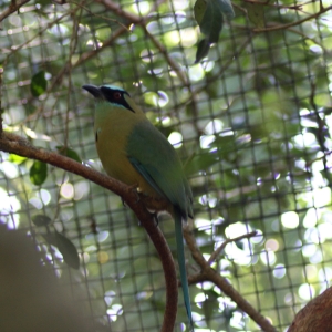 Blue Crowned Mot Mot