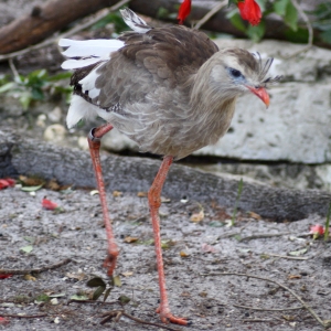 Red Legged Seriema