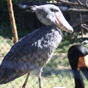 Shoebill Stork