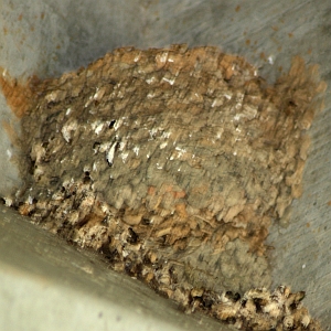 Barn Swallow Nest - Charlotte NC