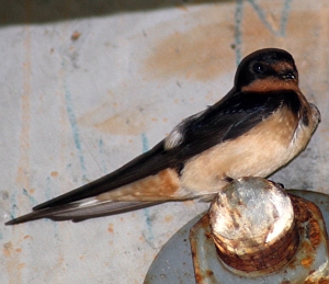 Barn Swallow - Charlotte NC