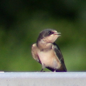 Barn Swallow on bleacher - Charlotte NC