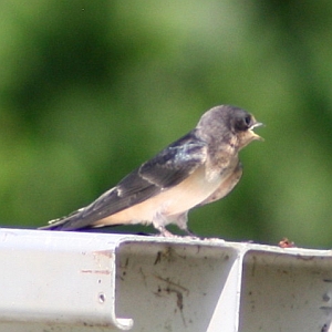 Barn Swallow on bleacher- Charlotte NC