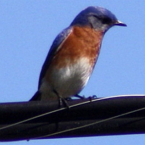 Eastern Bluebird on Power Line