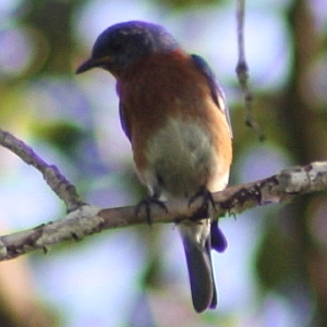 Eastern Bluebird on Tree Branch